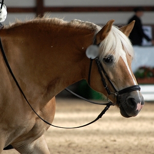  Tatjana , Haflinger