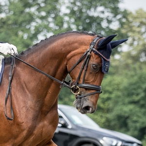  Fencheltee , Trakehner