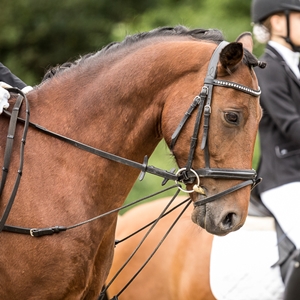  Berfin FW, Deutsches Reitpony