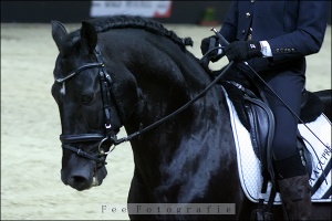 Cuerva