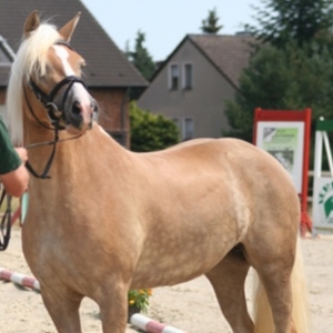 PS Suomi , Haflinger