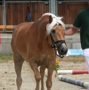 PS Selene , Haflinger