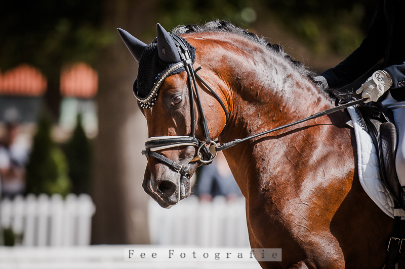 Gib Gas Glenfidditch