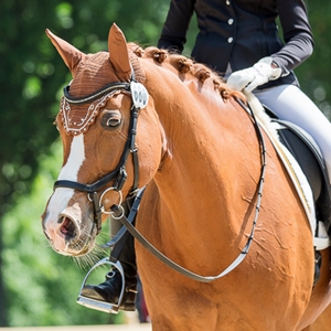  Gotenleben MW, Trakehner