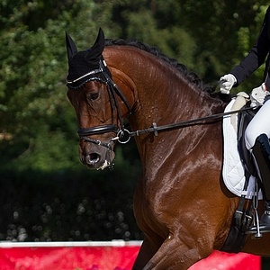  Dora MW, Trakehner