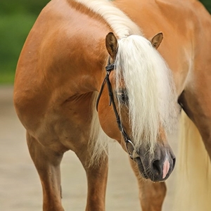 Klees Noel , Haflinger