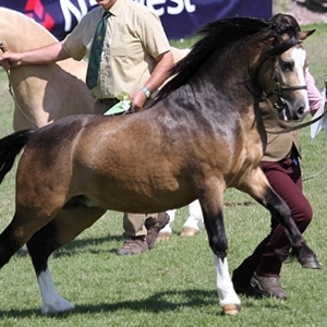 Cadwgawn Broderick