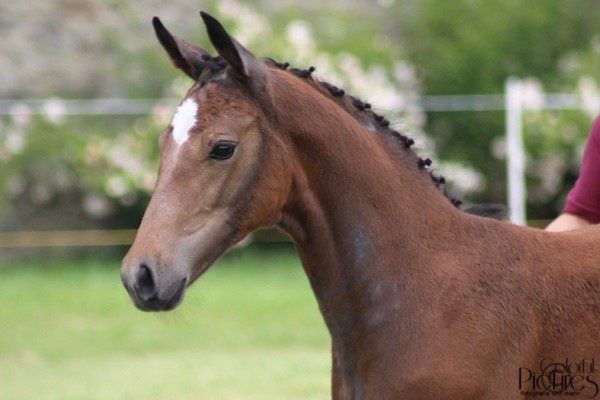 Asti Spumante