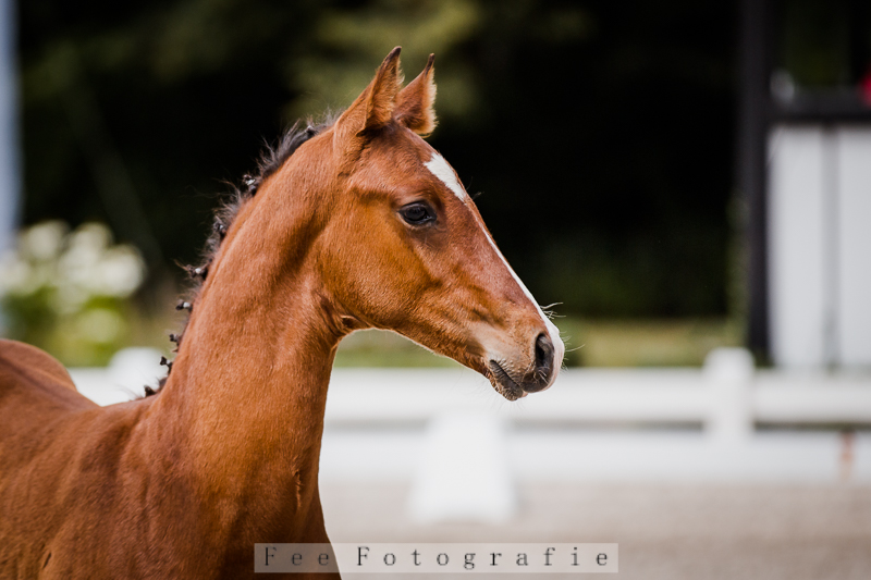 Don Allegro