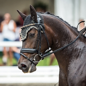  Distelbusch MW, Trakehner