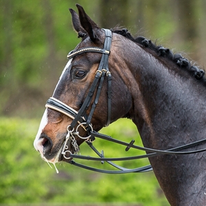  Feuerblume MW, Trakehner