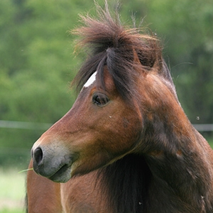 Flauschiger