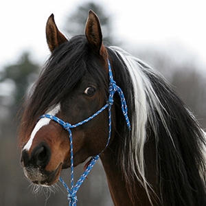 Guljul Quest ox