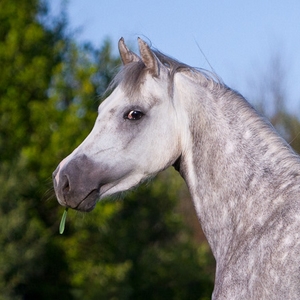  Pila , Vesländer Reitpony