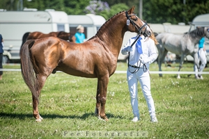 Tegur De Cheval