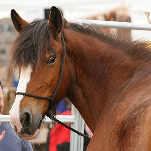 Mattea Halldórrdrottir