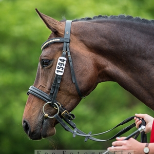  Gotentreu MW, Trakehner