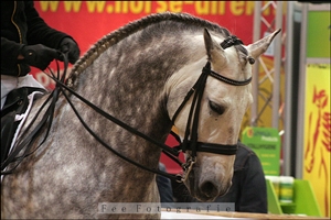 Maestoso Codetta
