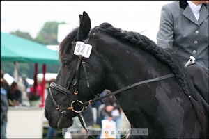 Black Soldier DGN