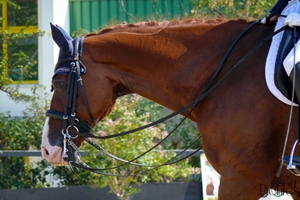 D´Artagnan