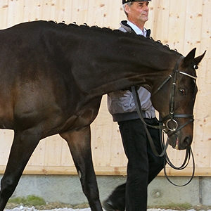  Flashdance , Trakehner