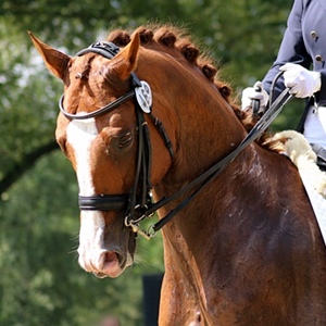  Lovesong , Trakehner