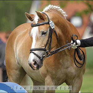 PS Alajos , Haflinger