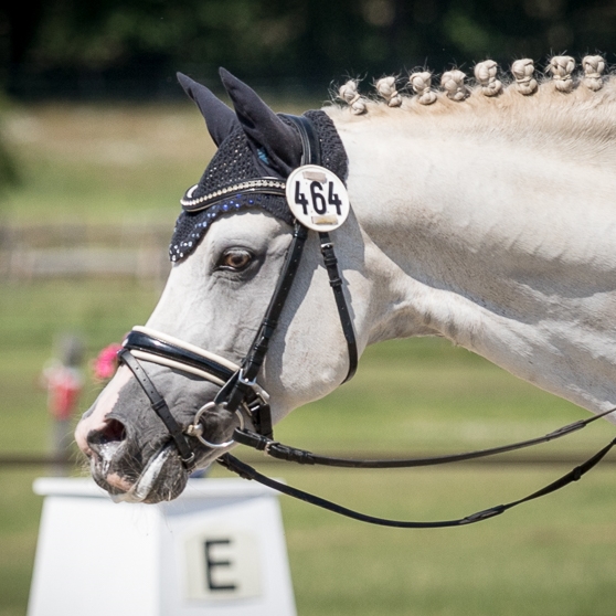  Tittchen ES, Vesländer Reitpony