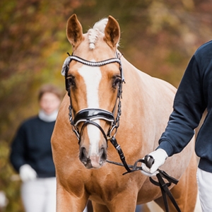 PS Stonehelm , Vesländer Reitpony