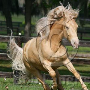 PS Beldis , Vesländer Reitpony