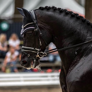 ÄFs Classique Caira , Schwedisches Warmblut