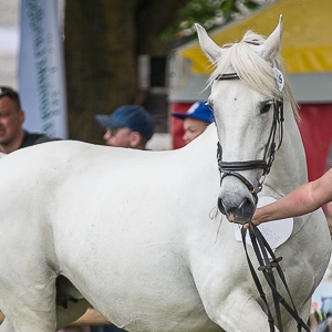 Maestoso Eleonora