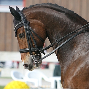  Raphael MW, Vesländer