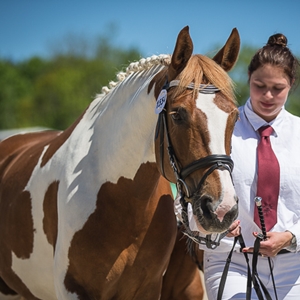  Mandelblüte ES, Vesländer Reitpony