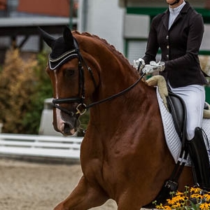  Franzori SVH, Schwedisches Warmblut