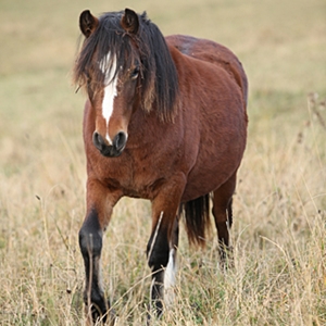 Pia