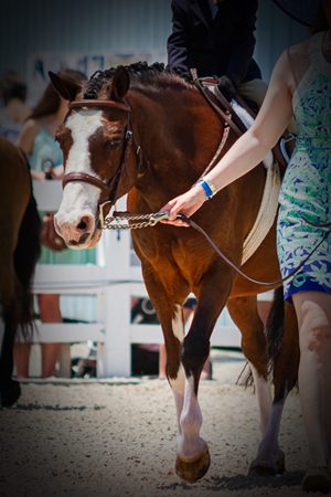  Curufin Radhruin sMW, Welsh Cob