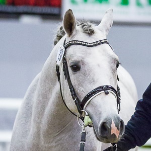 PS Tease A Dreamer , Deutsches Reitpony