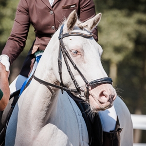  Candleberry ES, Vesländer Reitpony