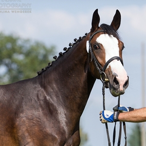 PS Red Riding Bang! , Deutsches Reitpony