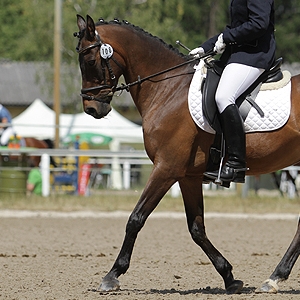 PS Let's Dream , Deutsches Reitpony