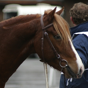 Ffasiwn y Brenin