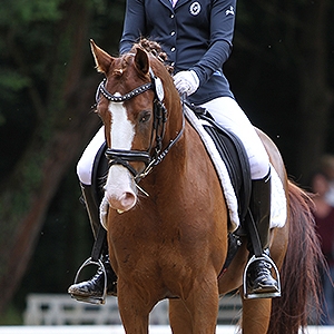 CM Linsterblüte , Vesländer Reitpony