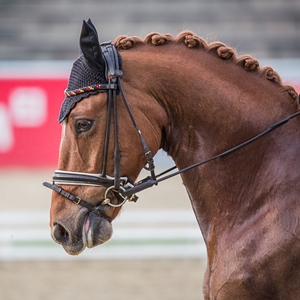 PS Galador , Vesländer Reitpony