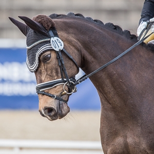 PS Mitharin , Vesländer Reitpony